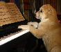Превью Щенки среднеазиатской овчарки Краснодар - 3