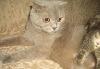 Превью Британские Плюшевые Вислоухие Котята Москва - 1