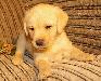 Породные щенки Лабрадора превью 262633.