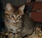 Превью Котёнок Ерофей (2 мес.) в дар Фрязино - 3