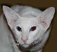 Превью Котята Ориенталы Казань - 2