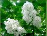 Превью Сирень белая (White) Москва - 1