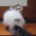 Превью Персы и экзоты (питомник hohloma) Тольятти - 1
