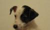 Джек Рассел терьер  продаются щенки превью 276316.
