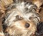 Щенки йоркширского терьера превью 276830.