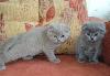 Превью Две кошки и один кот шотландской вислоухой Воронеж - 1