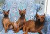 Превью Щенки цвергпинчера мини добермана Москва - 1