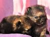 Превью Щенки Померанского шпица из профессионального пито Москва - 1