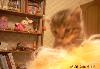 Превью Котенок -тигренок Казань - 2