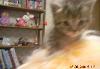 Превью Котенок -тигренок Казань - 3