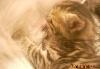 Превью Котенок -тигренок Казань - 4