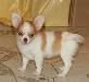 Чихуахуа дл-ш девочка превью 278319.
