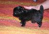 Щенки Чихуа от чемпионов превью 278652.