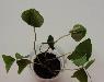 Превью Кислица декоративная (Oxalis) Санкт-Петербург - 1