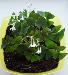 Превью Кислица декоративная (Oxalis) Санкт-Петербург - 2