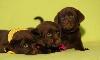 Шоколадные шенки лабрадор ретривера превью 279183.