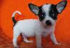 Чихуахуа превью 279225.
