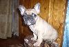 Превью Щенки французского бульдога Москва - 1