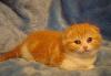 Превью Котята породы Скоттиш-фолд Санкт-Петербург - 1