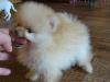 Превью Шпиц счастье на ладошке Москва - 2