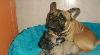 Превью Французский бульдог Москва - 3