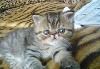 Превью Котики экзотические короткошерстные Кемерово - 1