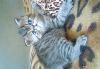 Превью Котики экзотические короткошерстные Кемерово - 2