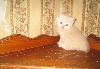 Превью Британский кремовый котёнок,1,5 месяца. Клубный, с Москва - 1