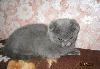 Превью Шотландские котята Челябинск - 4
