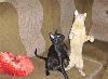 Превью Ориентальный черный котик Москва - 2