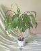 Превью Драцена  Душистая (Dracaena Fragrans) Москва - 1