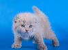 Превью Клубные шотландские котята короткошерстные Москва - 3