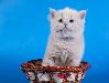 Превью Клубные шотландские котята короткошерстные Москва - 4