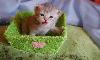 Превью Котята мейн кун и вислоухие Ижевск - 2