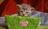 Превью Котята мейн кун и вислоухие Ижевск - 3