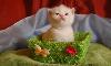 Превью Котята мейн кун и вислоухие Ижевск - 4