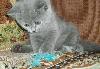 Превью Недорого Британский клубный котик Москва - 2