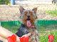 Превью 15 000 рублей - 5-ти месячный щенок йорка Москва - 2