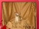 Превью Чихуахуашка  мальчишка   очень  дешево Санкт-Петербург - 1
