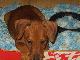 Превью Щенки цвергпинчера-минипин-карликовый пинчер Москва - 1