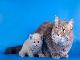 Превью Клубные шотландские котята короткошерстные Москва - 2