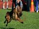 Превью НЕМЕЦКАЯ ОВЧАРКА - щенки Эксклюзив Санкт-Петербург - 1