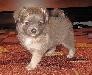Чихуахуа щенок-красивый мальчик превью 301064.