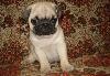Щенки мопса превью 301154.