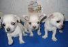 Чихуаху  Отличная родословная, шикарный экстерьер превью 301354.