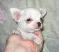 Чихуахуа беленький мальчик,торг воможен превью 301472.