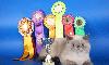 Превью Гималайский котенок  шоу класса  питомник Санкт-Петербург - 4