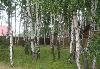 Участок  20, 21, 25 соток в берёзовой роще(55км) превью 302360.