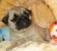Мопса щенки превью 303077.