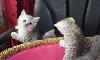 Британские котята превью 303099.
